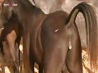 GayBeast.com Men And Animals Stallion Gets Laid - Zoophilia Sex Movie With Dude