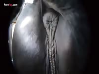 GayBeast Men And Animals Stroking The Pony - Beastiality Boy