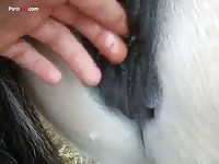 GayBeast.com Men And Animals Stute Gefingert - Animal Men