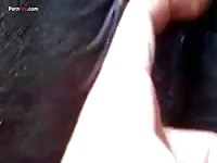 GayBeast.com Men And Animals Winking Mares - Man Fucks Animal