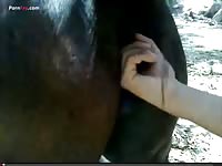 GayBeast.com Men And Animals Yegua - boy Fucks Pet