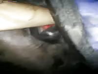 GayBeast Rip Midnight Mare 1883- Man Fucks Pet