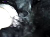 GayBeast Pussyplay