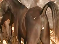 GayBeast.com Stallion Gets Laid Gay Zoo Porn Petlust Men Fuck Animals- Animal Boy