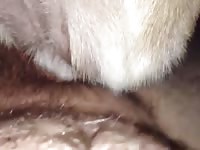 GayBeast.com Stray Bitch Gay Zoo Porn Petlust Men Fuck Animals- Zoophilia Man