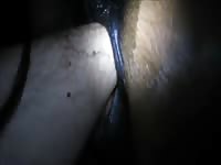 GayBeast.com The Virgin Mare Gay Zoo Porn Petlust Men Fuck Animals- Zoophilia Man