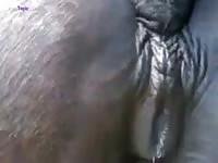 GayBeast Rip Winking Mares