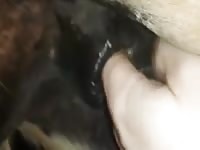 Gelding Ass Fisting GayBeast.com - boy Fucks Pet