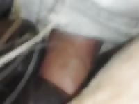 Gelding Ass Fucking GayBeast - Beastiality Sex With Boy