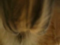 Gelding Lover 1 Gay Beast Com - Zoophilia Dude