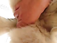 German Shepard Fingered Orgasm GayBeast Rip - Animal Boy