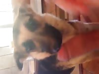 German Shepard Licks Cock And Balls GayBeast - Dude Fucks Animal