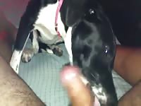 Getting Better GayBeast Rip - Bestiality Dude