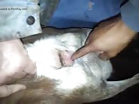 Goat In Heat Gay Beast Com - Zoophilia Dude