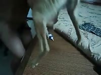 Good Girl 2 Gay Beast Com - Dude Fucks Pet