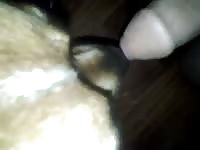 Good Lick Job GayBeast Rip - Bestiality Sex Movie With Man