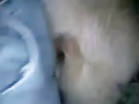 Goods GayBeast - Bestiality Dude