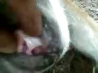 Gosta Muito GayBeast Rip - Beastiality Sex Tube With Boy