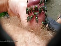 Green Flies On Dick Cock 17 GayBeast Rip - Zoophilia Man