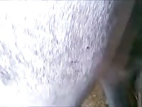 Grey Mare Fisting GayBeast - Beastiality Dude