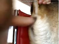 Gsd Bitch GayBeast - Bestiality Sex With Boy