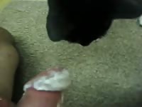 Guy Enjoying Cat GayBeast - Men Fucks Pet