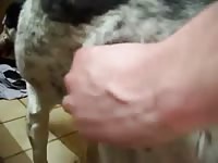 Guy Fuck Female Dog Anally GayBeast Rip - Men Fucks Animal