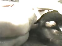 Guy Fuck Male Dog In Ass GayBeast Rip - Men Fucks Animal