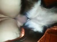 Guy Fucks His Female Dog GayBeast - Zoophilia Porn Tube With Dude