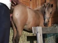 Guy Fucks Super Hot Mare GayBeast - Bestiality Porn With Man