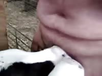 Guy Gets Dick Sucked By Two Calfs Gay Beast Com - boy Fucks Pet