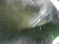 Guy Jerking Off Bear Gay Beast Com - Zoophilia Man