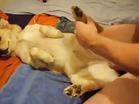 Guy Pounding Bitch GayBeast - Animal Sex Movie With Boy