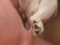 Guy Pounds A Husky And Shoots Hard GayBeast Rip - Bestiality Dude