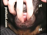 Guys And Female Dogs P204 Inside Rottweiler