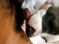 Hairy Guy Gets Licked Part 2 GayBeast - Beastiality Boy