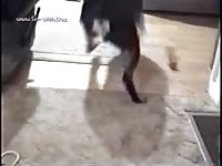 Halloween Vid Jason Vs Horny Rott Horsedan Jason2