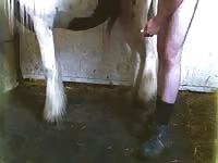 Hard Fucked By Horse GayBeast.com - Animal Dude