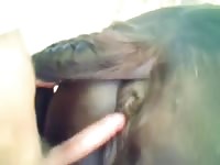 Hardore Horse Pussy GayBeast Rip - Beastiality Man