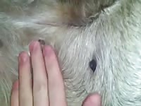 Hd In Heat Nipple And Pussy Play GayBeast Rip - Man Fucks Animal