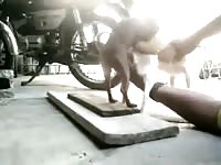 Helping My Dogs Fuck Each Other Gay Beast Com - Beastiality Sex With Man
