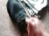 Homem Alimenta Cadela GayBeast - Bestiality Man