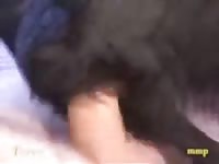 Homem Metendo GayBeast Rip - Zoophilia Men