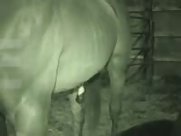 Horny Horse Fucks A Man GayBeast - Men Fucks Pet