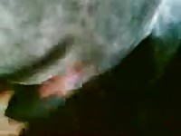 Horny Stallion 2 Gay Beast Com - Bestiality Sex With Man