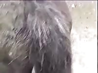 Horse 8 Gay Beast Com - boy Fucks Pet