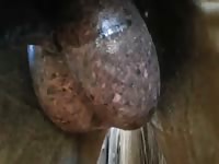 Horse Balls 1 Gay Beast Com - Bestiality Men