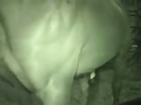 Horse Cock Cum GayBeast Rip - Beastiality Porn With Boy