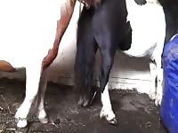 Horse Cum In Mouth GayBeast - boy Fucks Animal