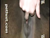 Horse Following Pixie